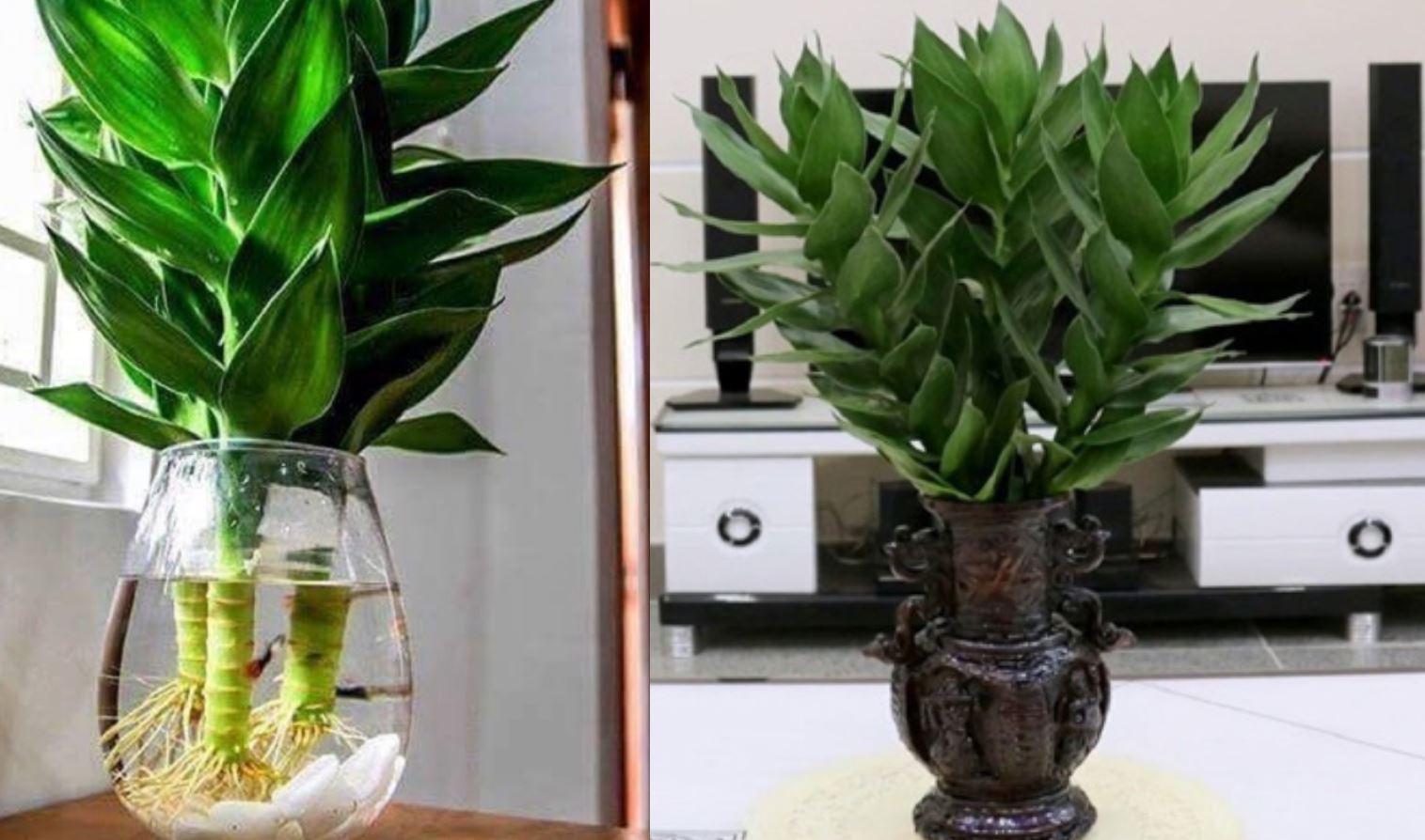 Công dụng của cây Phát Tài Búp Sen